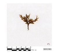 藏品(東亞摺葉苔)的圖片